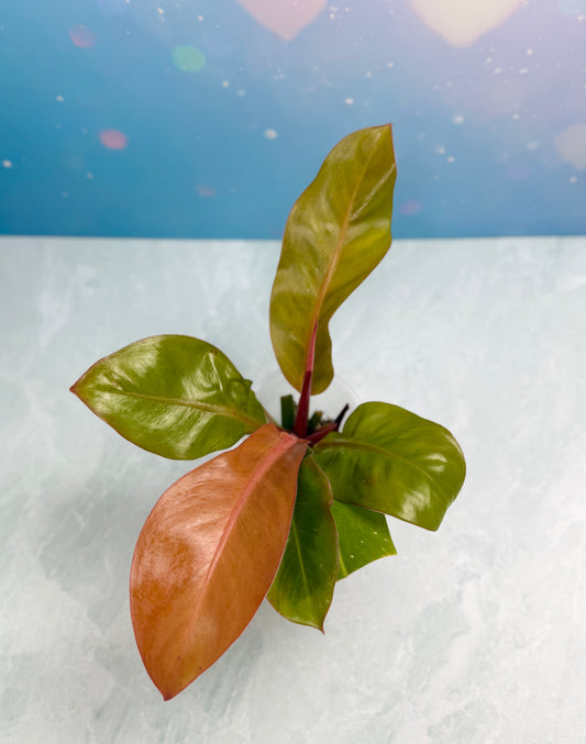 Philodendron Red Moon