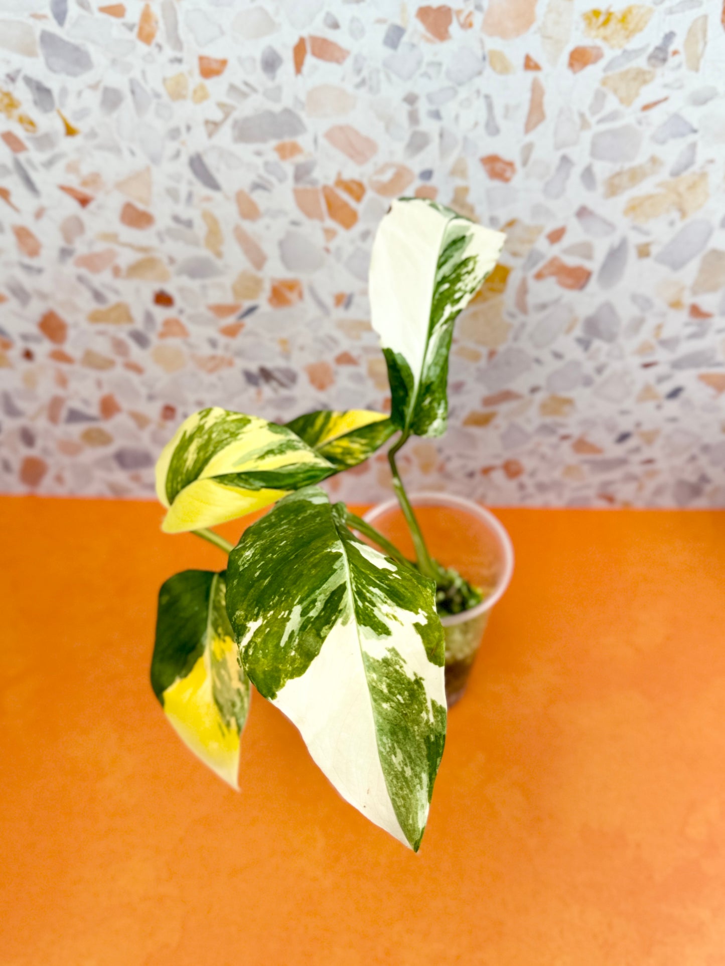 Monstera Lechleriana Variegated - AroidzOasis