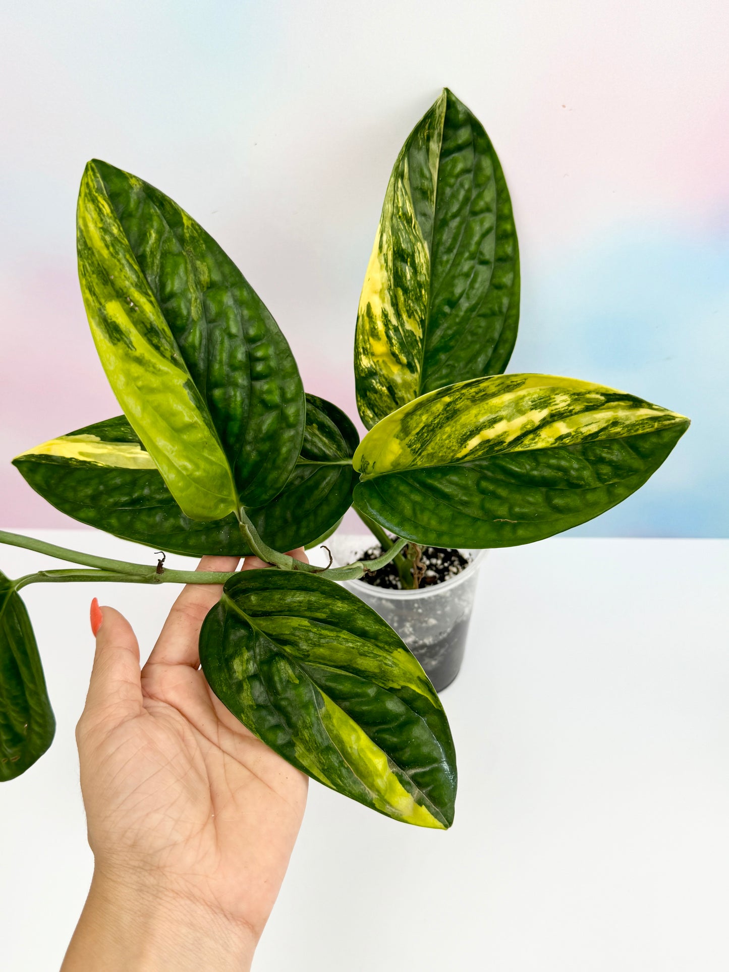 Monstera Peru Variegated