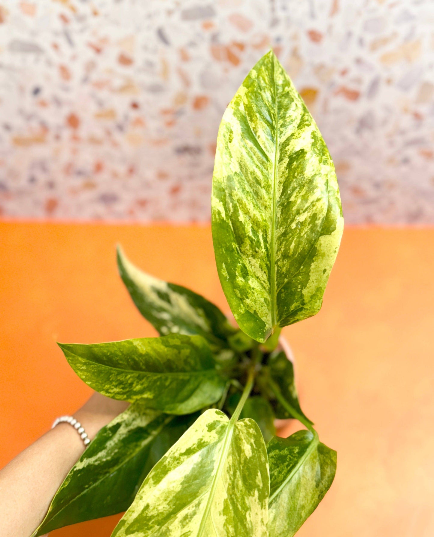 Anthurium ‘Hookeri’ Variegated