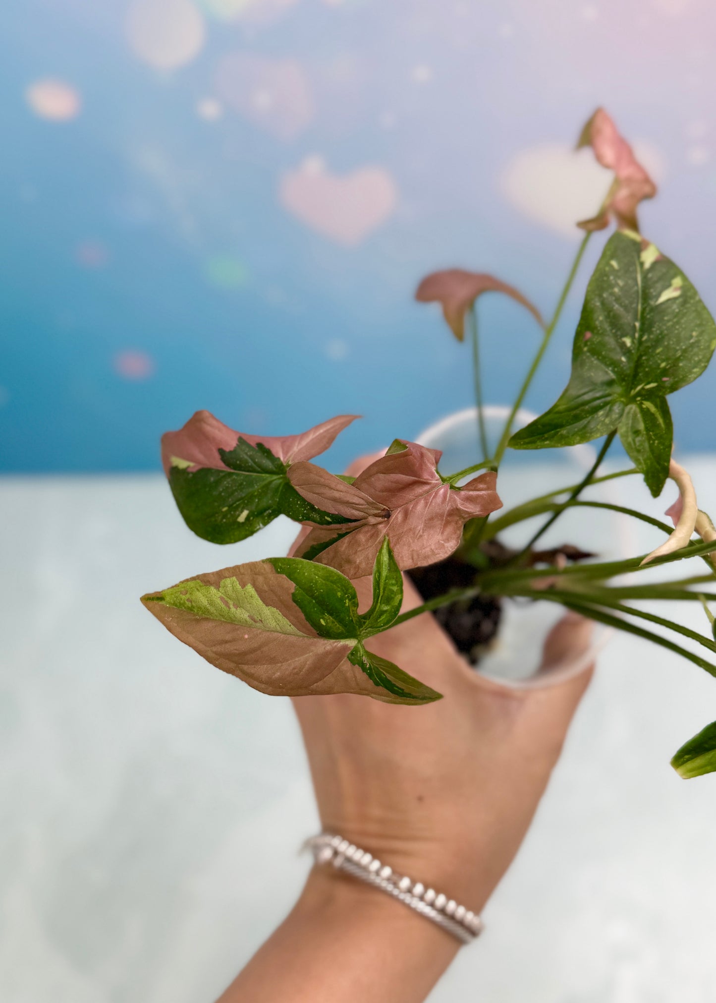 Syngonium Red Spot Tri-Color Bushel