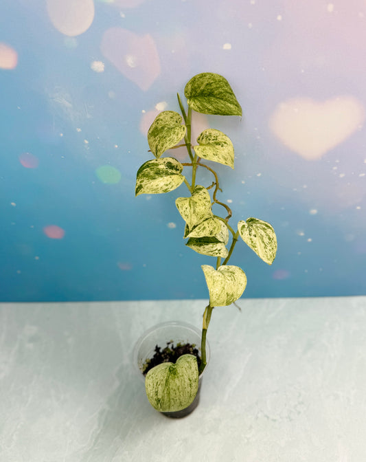 Scindapsus Creme Brulee