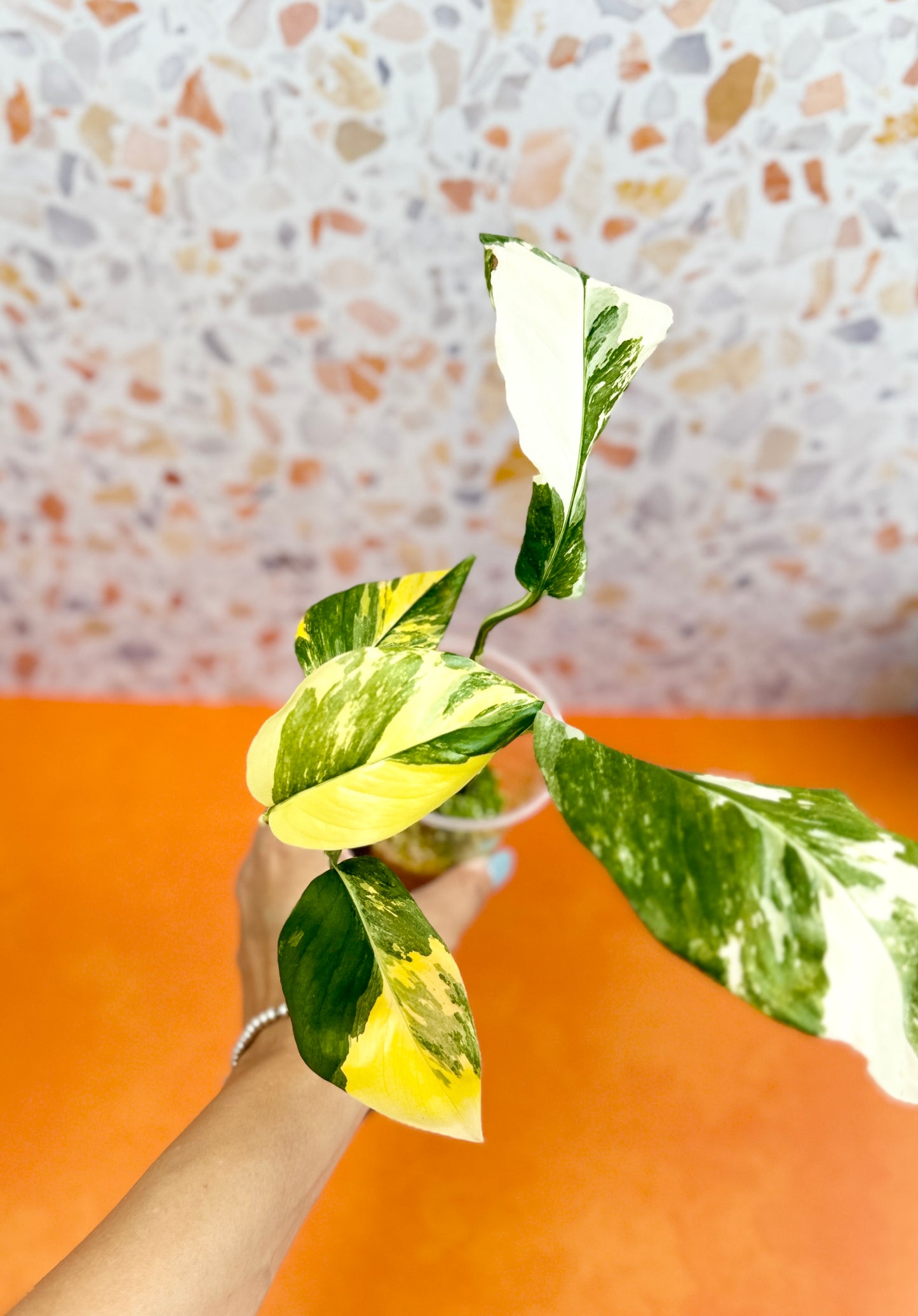 Monstera Lechleriana Variegated - AroidzOasis