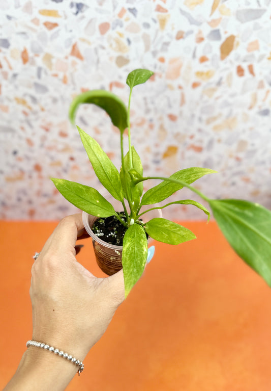 Anthurium Vittarifolium Variegated - AroidzOasis