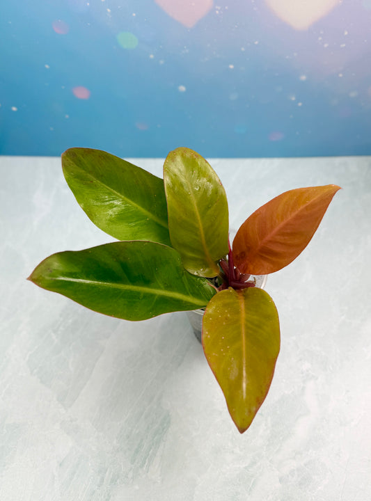 Philodendron Red Moon