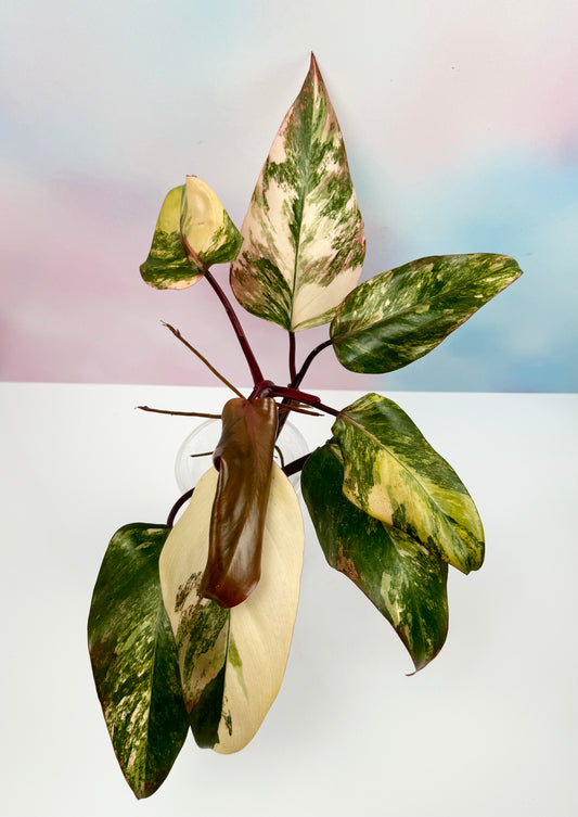 Philodendron Strawberry Shake - AroidzOasis