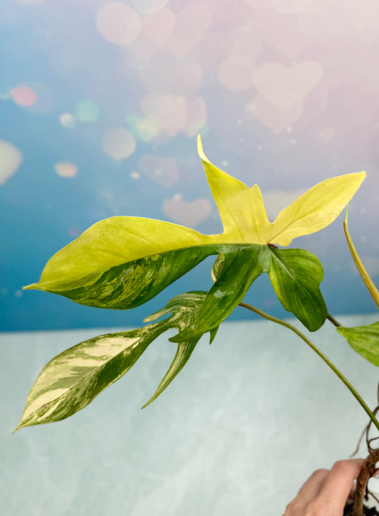 Florida Beauty Variegated