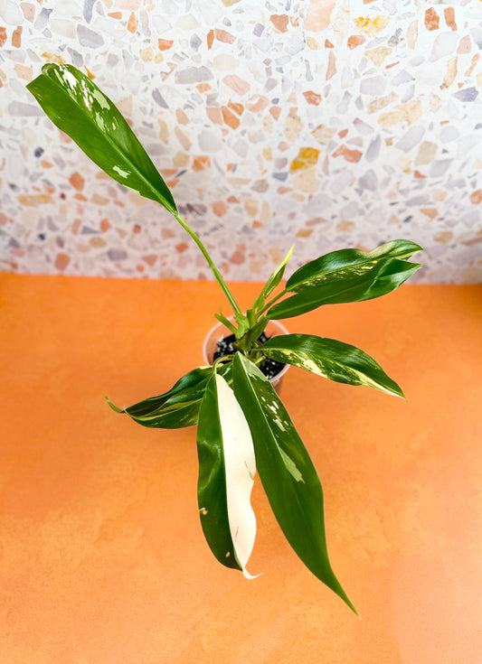 Philodendron Wende Imbe Variegated - AroidzOasis