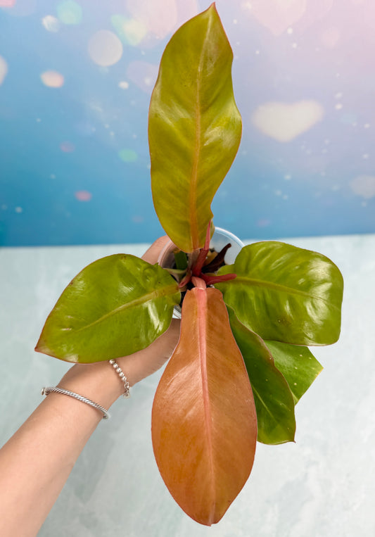 Philodendron Red Moon