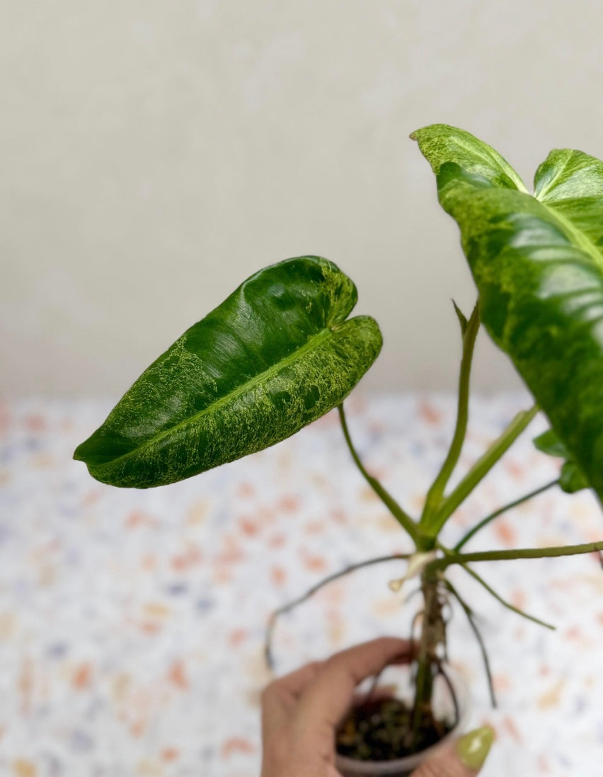 Philodendron Burle Marx Mint X Paraiso Verde