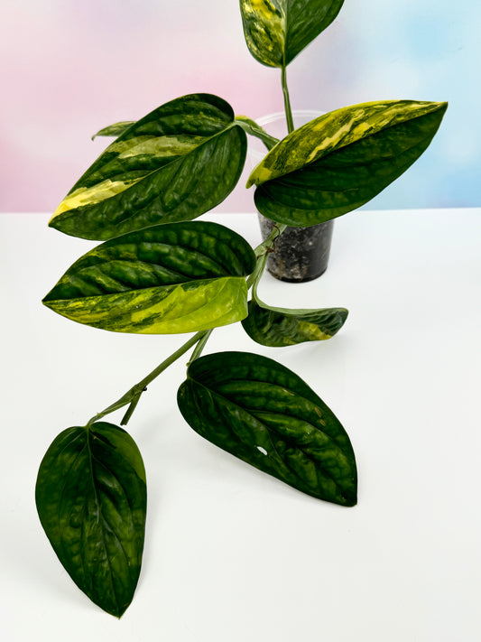 Monstera Peru Variegated