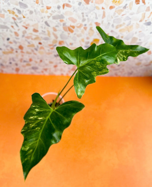 Thaumatophyllum Williamsii Variegated - AroidzOasis