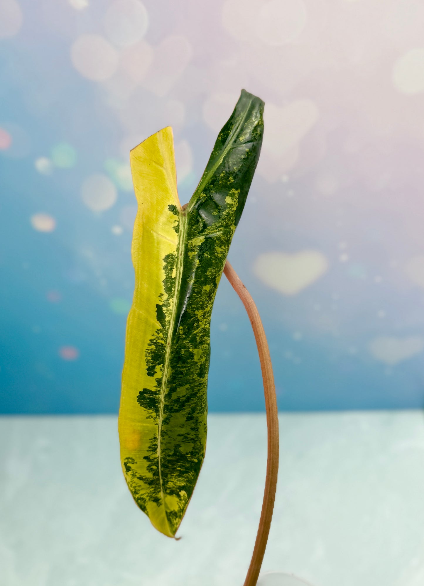 Philodendron Billietiae Variegated