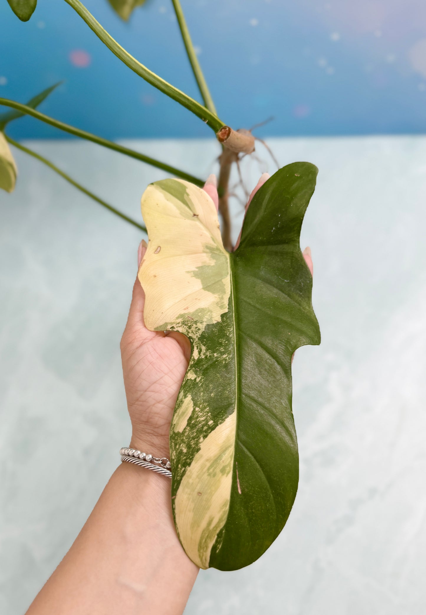 Philodendron Bipennifolium Variegated 'Violin'