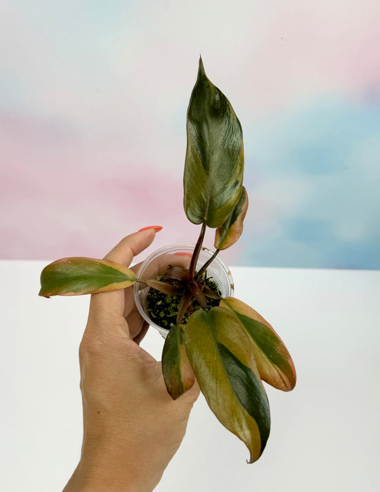 Philodendron Black Cardinal Variegated - AroidzOasis