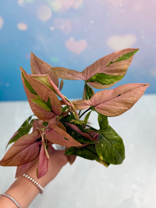 Syngonium Red Spot Tri-Color Bushel