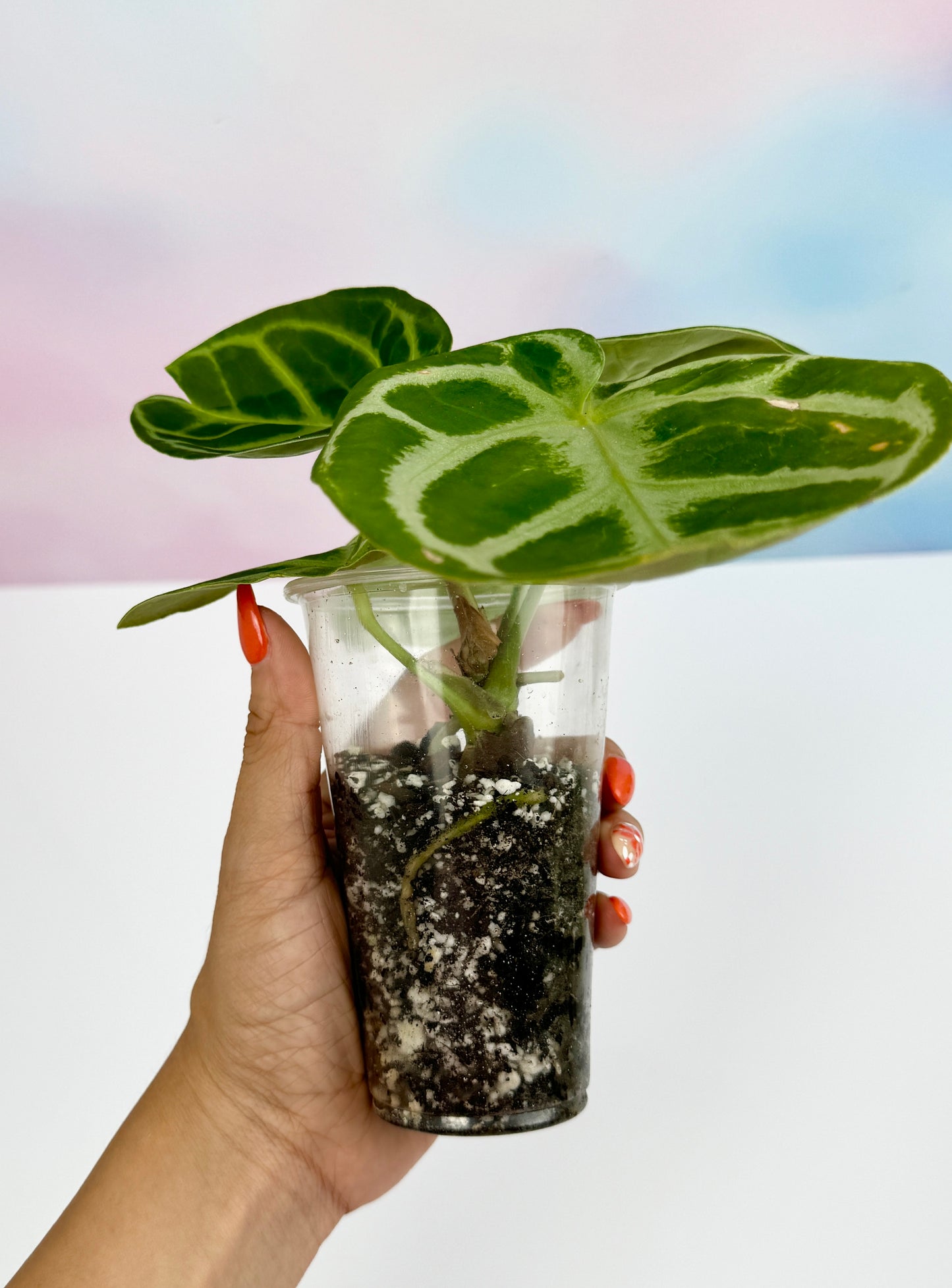 Anthurium Doyraki Silver - AroidzOasis