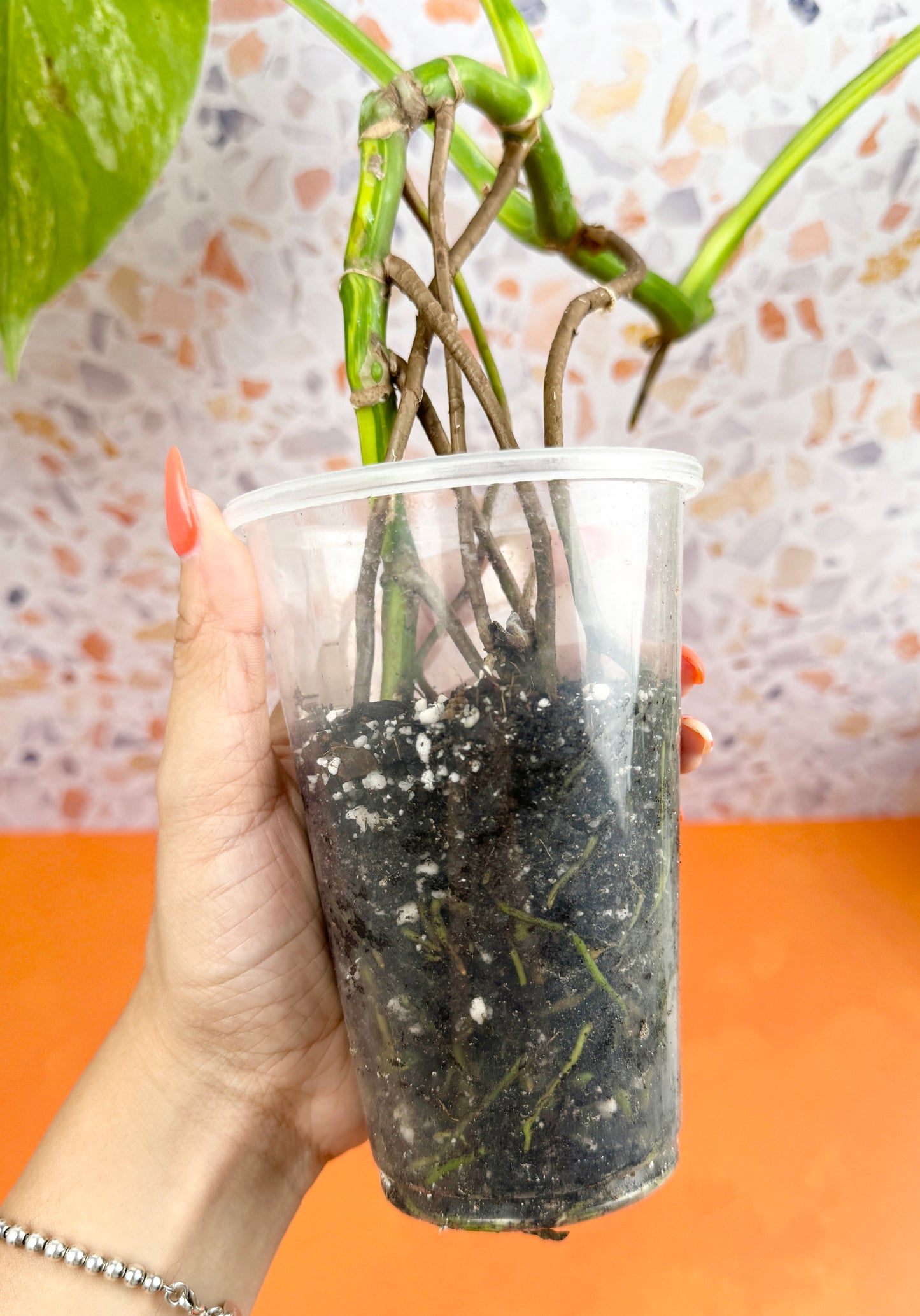 Monstera Borsigiana Aurea - AroidzOasis