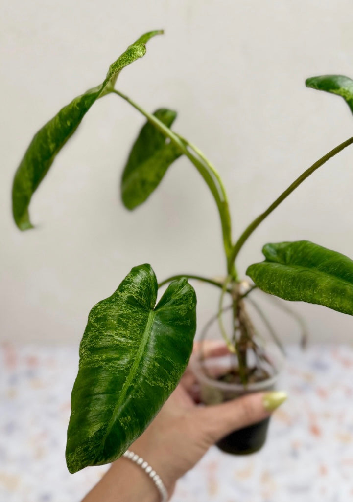 Philodendron Burle Marx Mint X Paraiso Verde