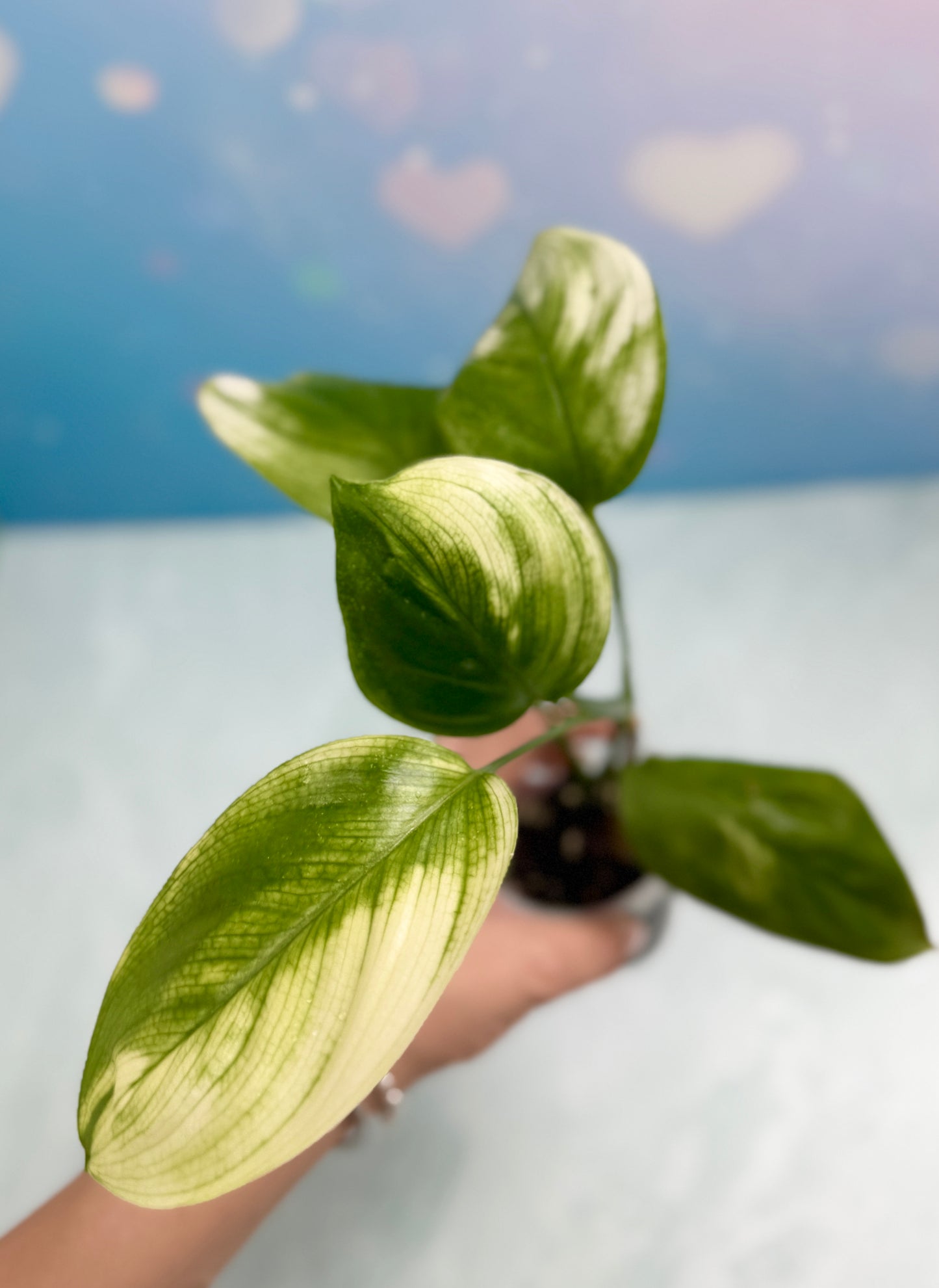 Scindapsus White Monster