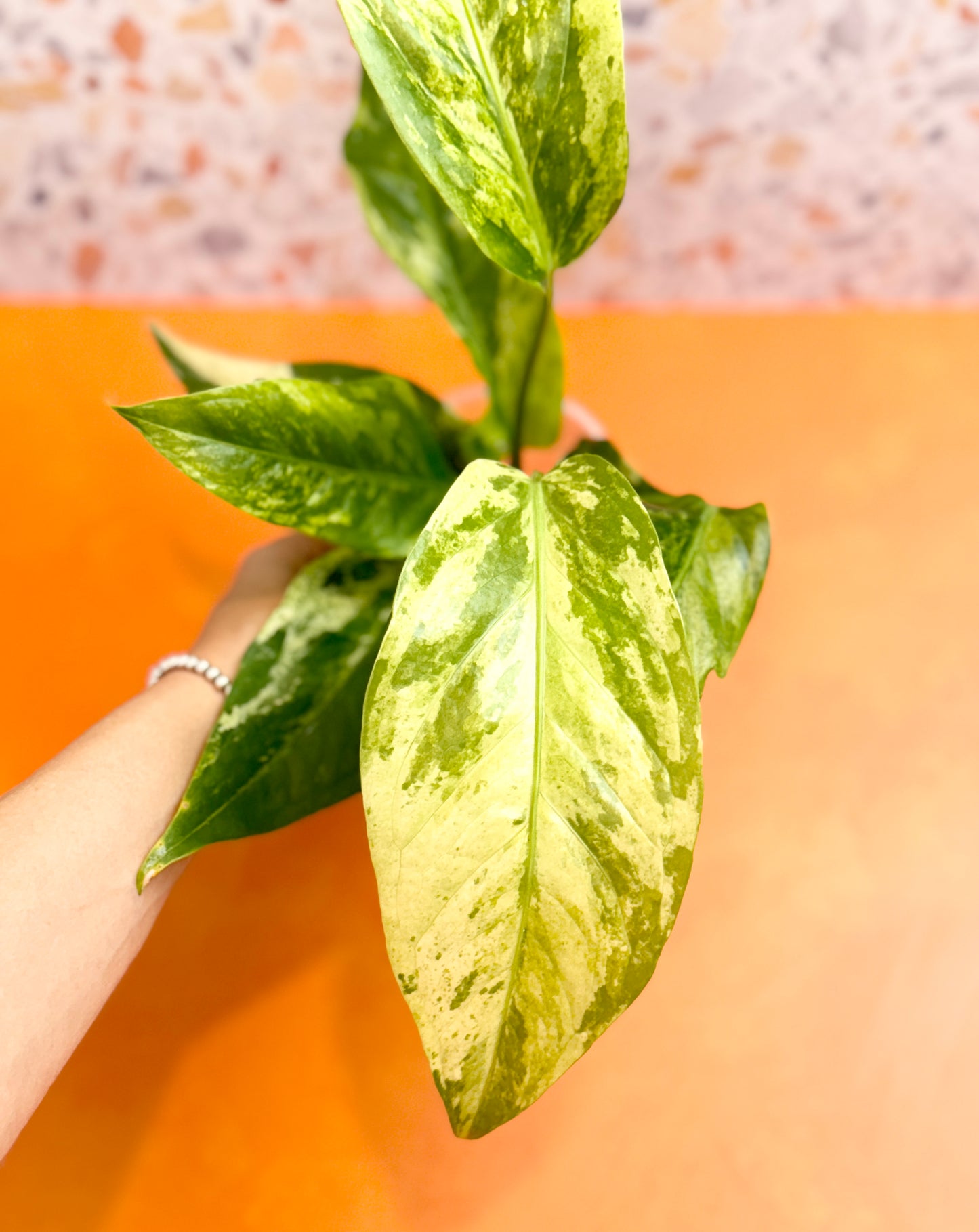 Anthurium ‘Hookeri’ Variegated