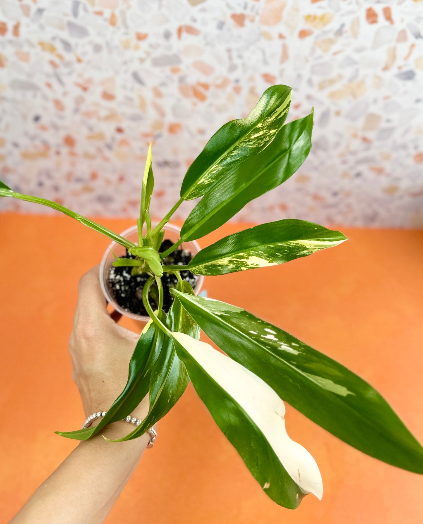 Philodendron Wende Imbe Variegated - AroidzOasis