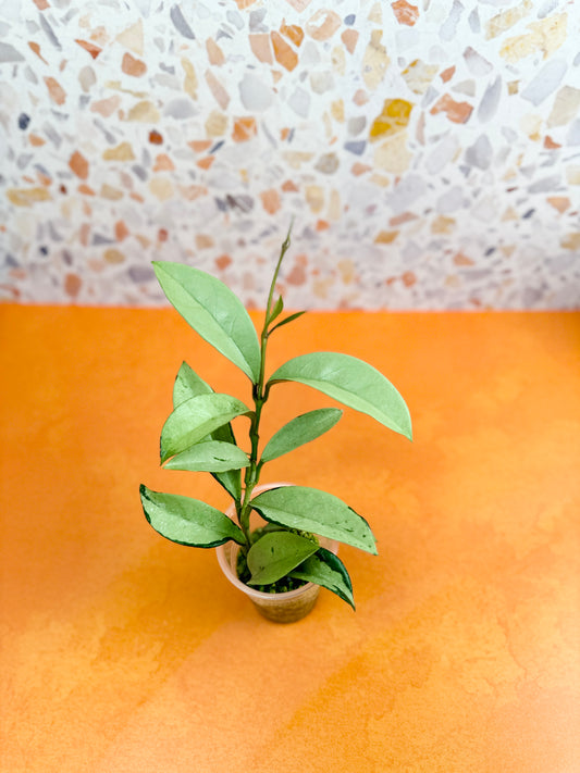 Hoya Silver Moon - AroidzOasis