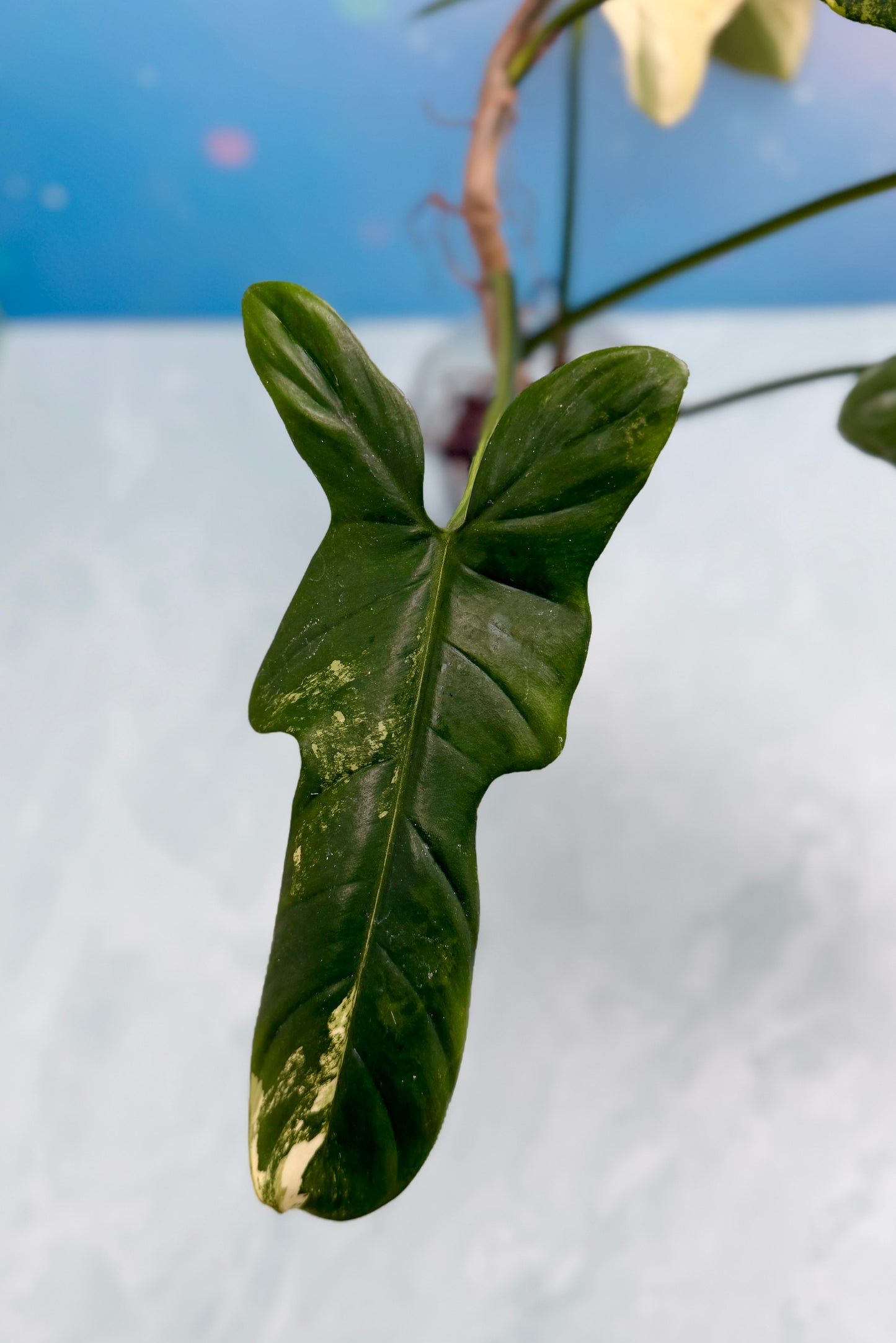 Philodendron Bipennifolium Variegated 'Violin'