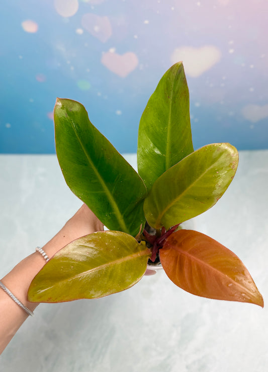 Philodendron Red Moon