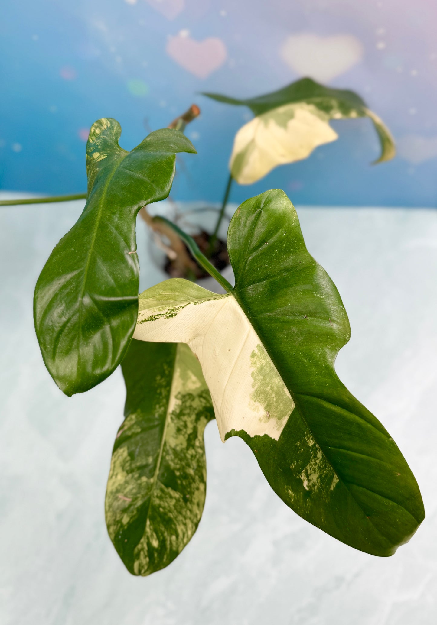 Philodendron Bipennifolium Variegated 'Violin'