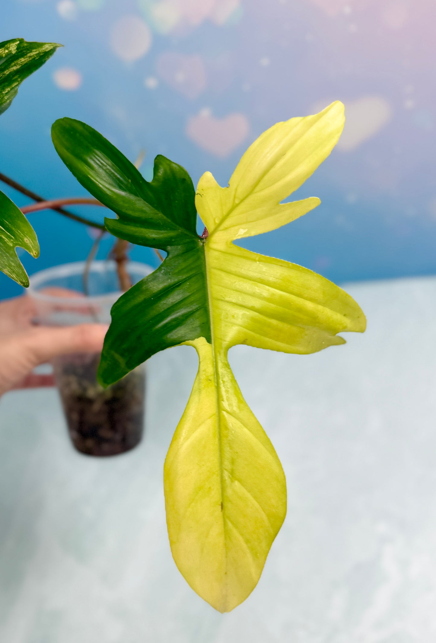 Florida Beauty Variegated