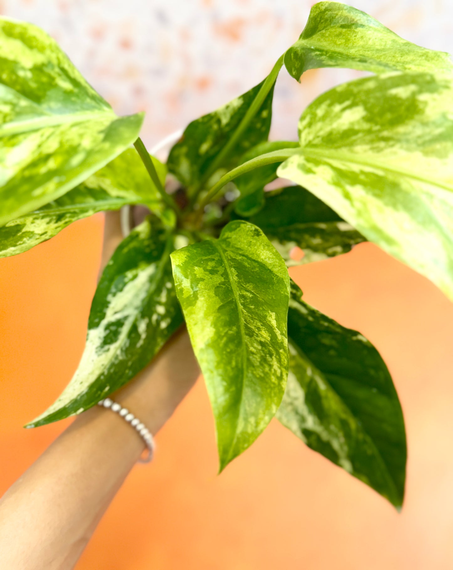 Anthurium ‘Hookeri’ Variegated