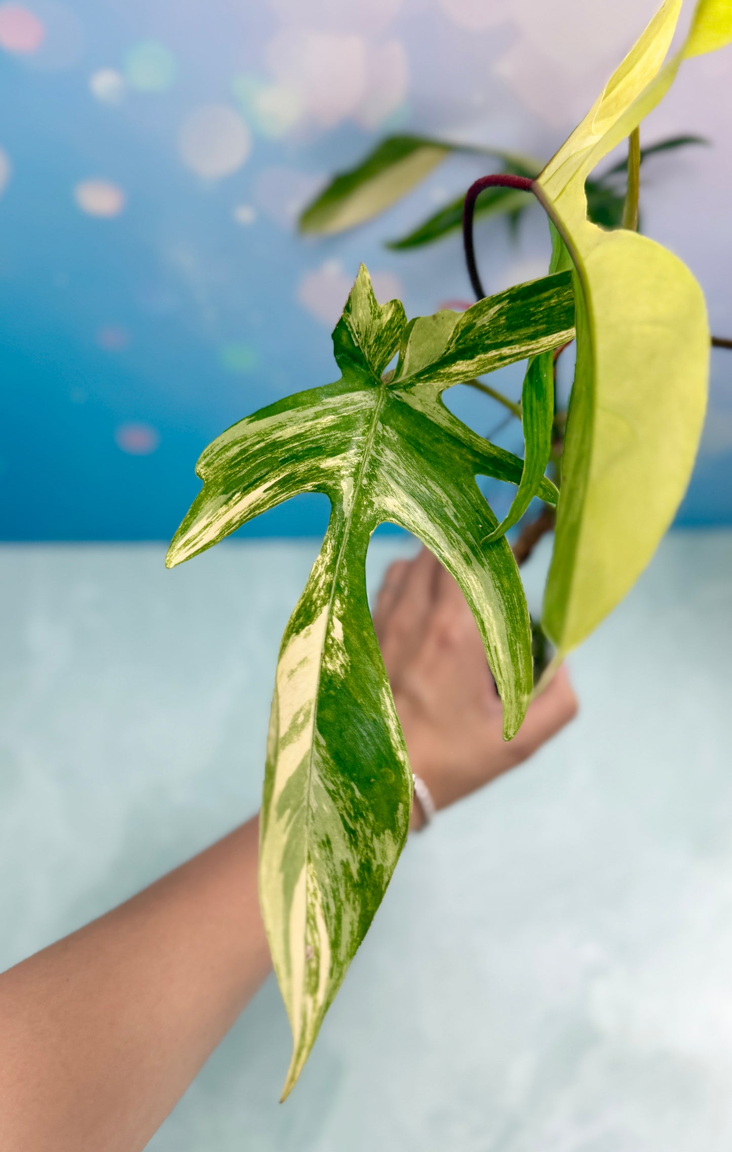 Florida Beauty Variegated