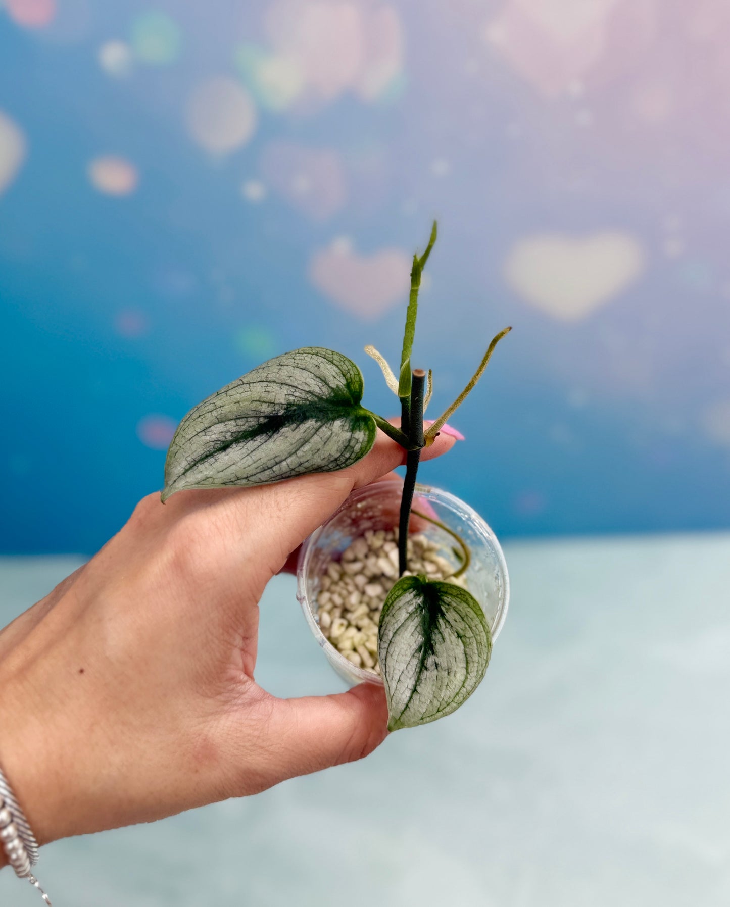 Scindapsus Super Silver