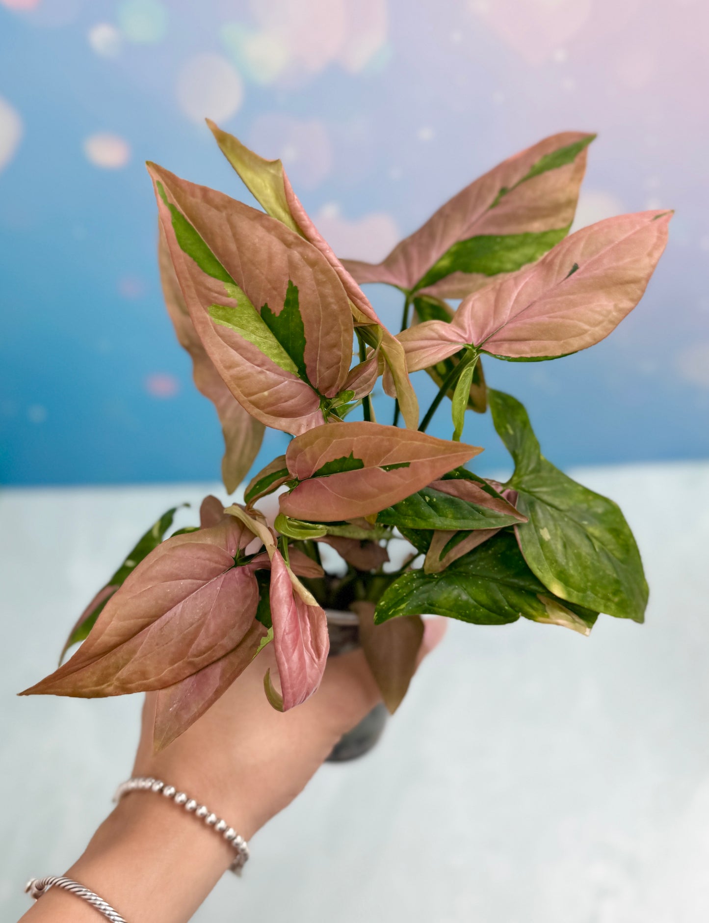 Syngonium Red Spot Tri-Color Bushel