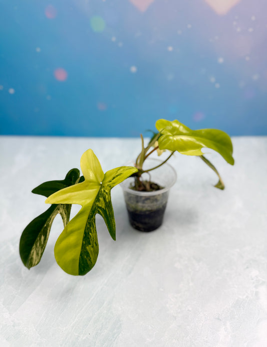 Florida Beauty Variegated