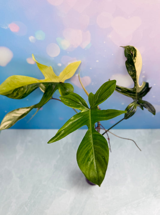 Florida Beauty Variegated