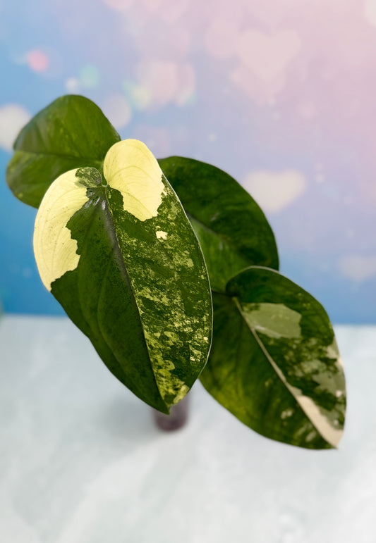 Syngonium Chiapense Variegated