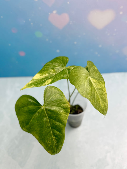 Anthurium Sweet Love Variegated