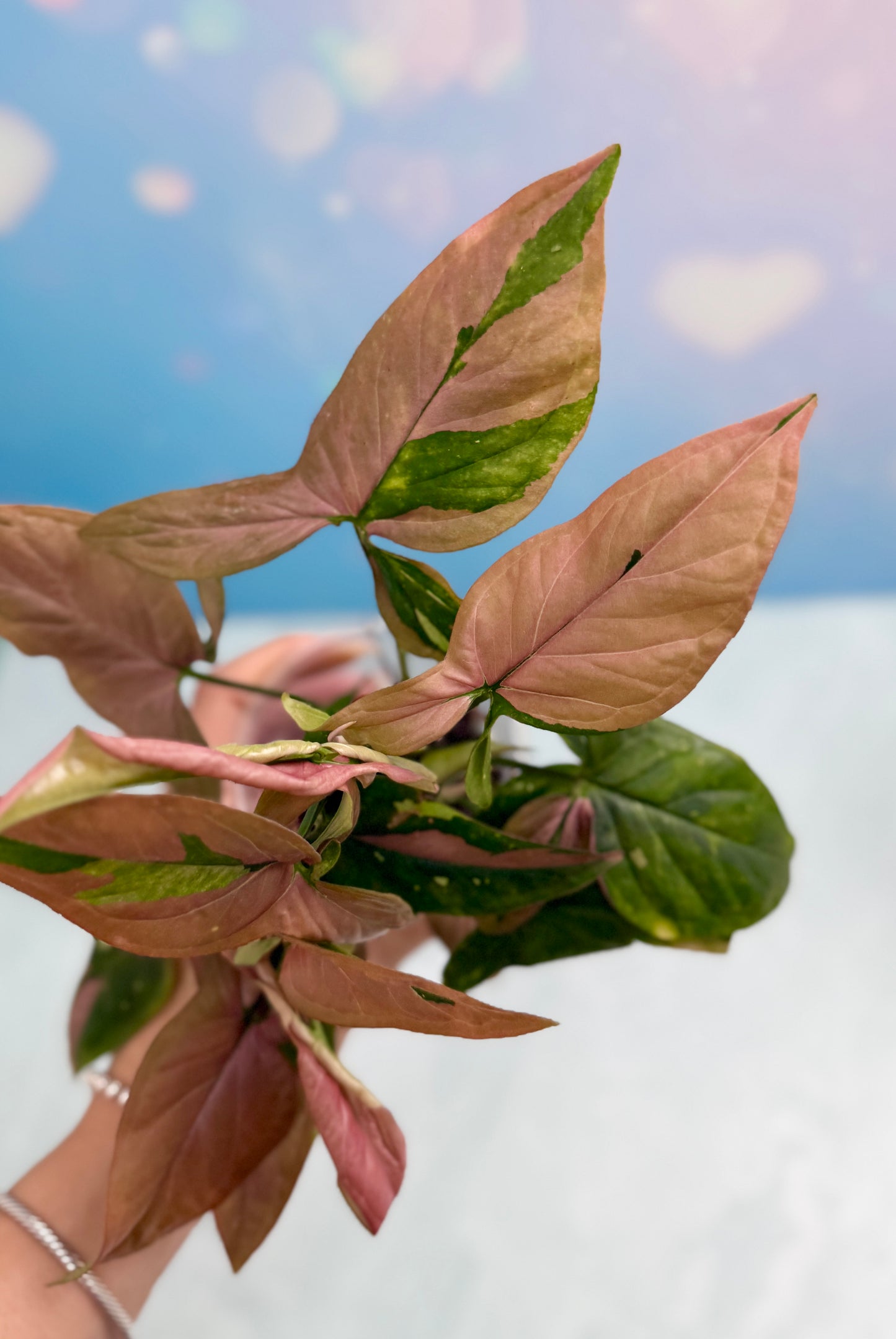 Syngonium Red Spot Tri-Color Bushel