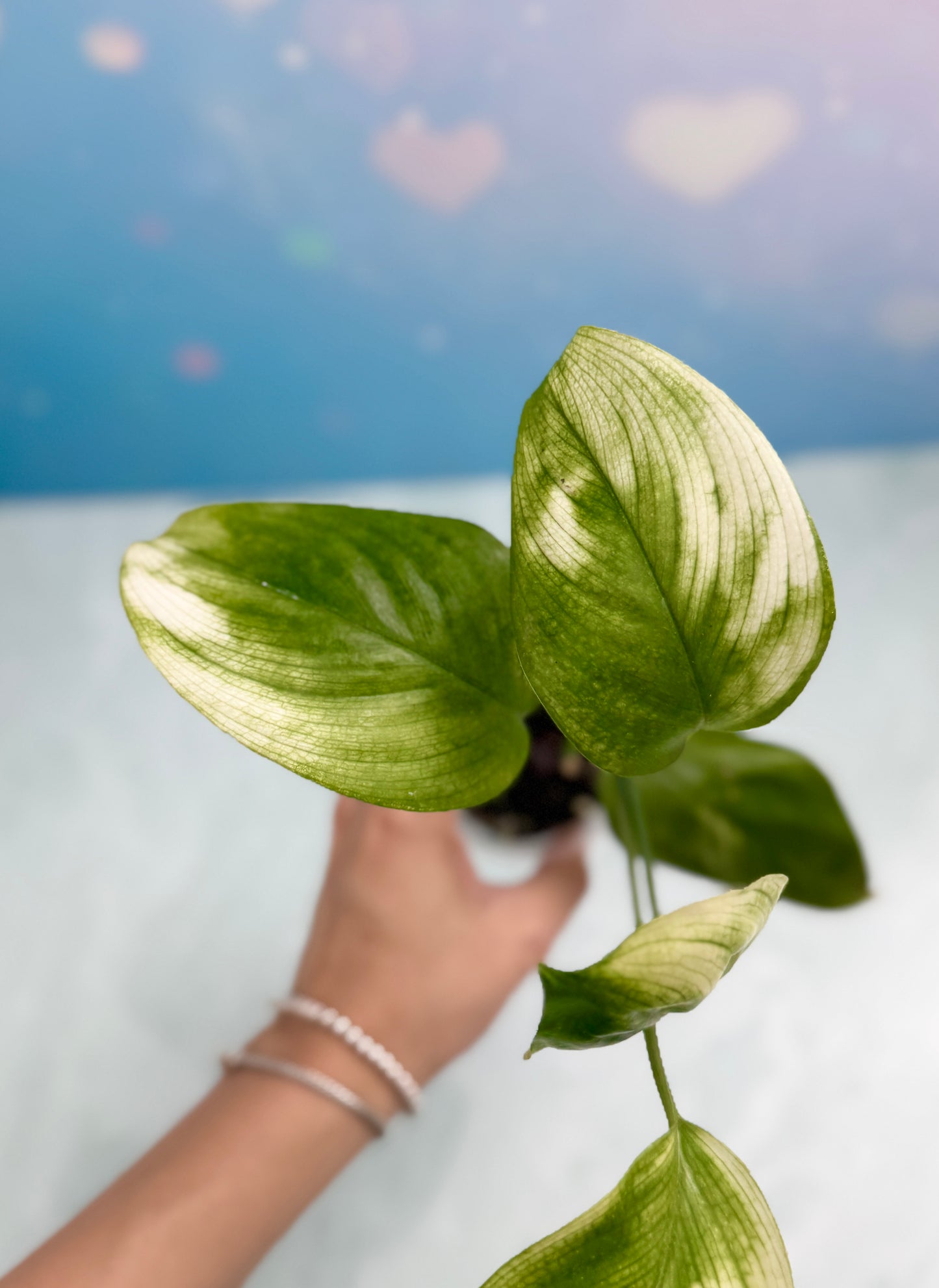 Scindapsus White Monster
