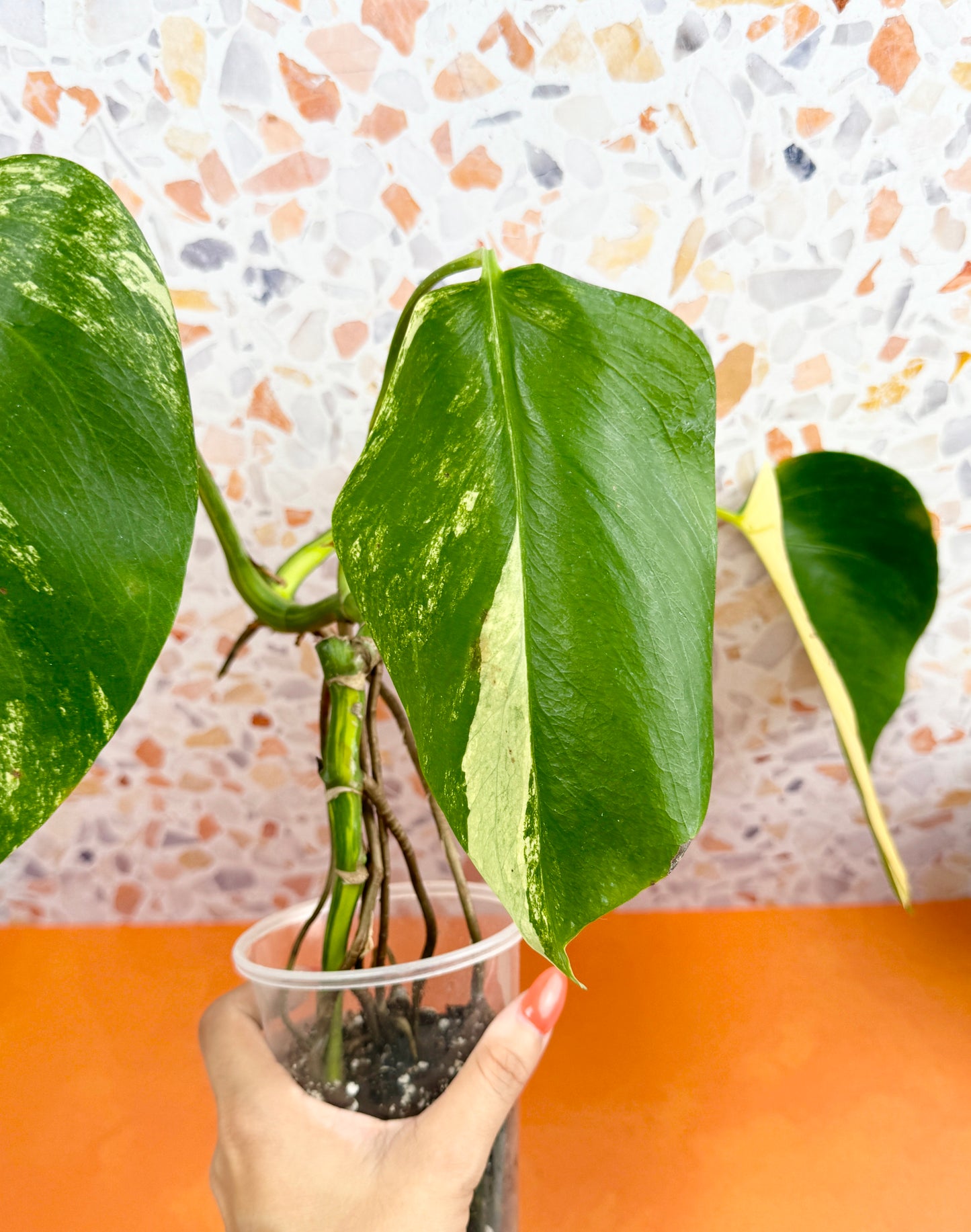 Monstera Borsigiana Aurea - AroidzOasis