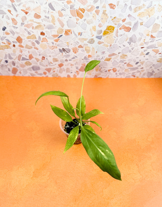 Anthurium Vittarifolium Variegated - AroidzOasis