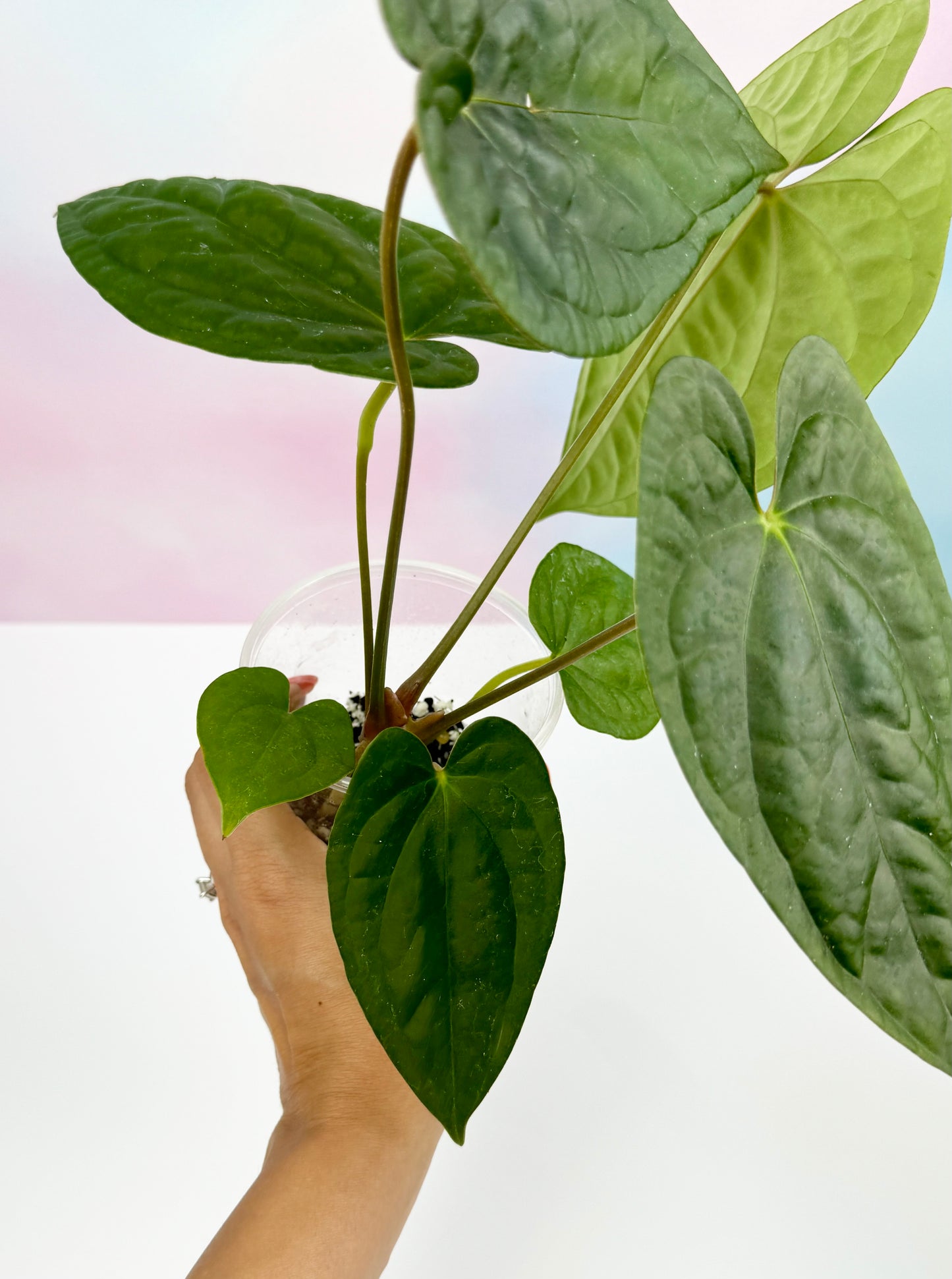 Anthurium Dark Phoenix x Luxurians - AroidzOasis