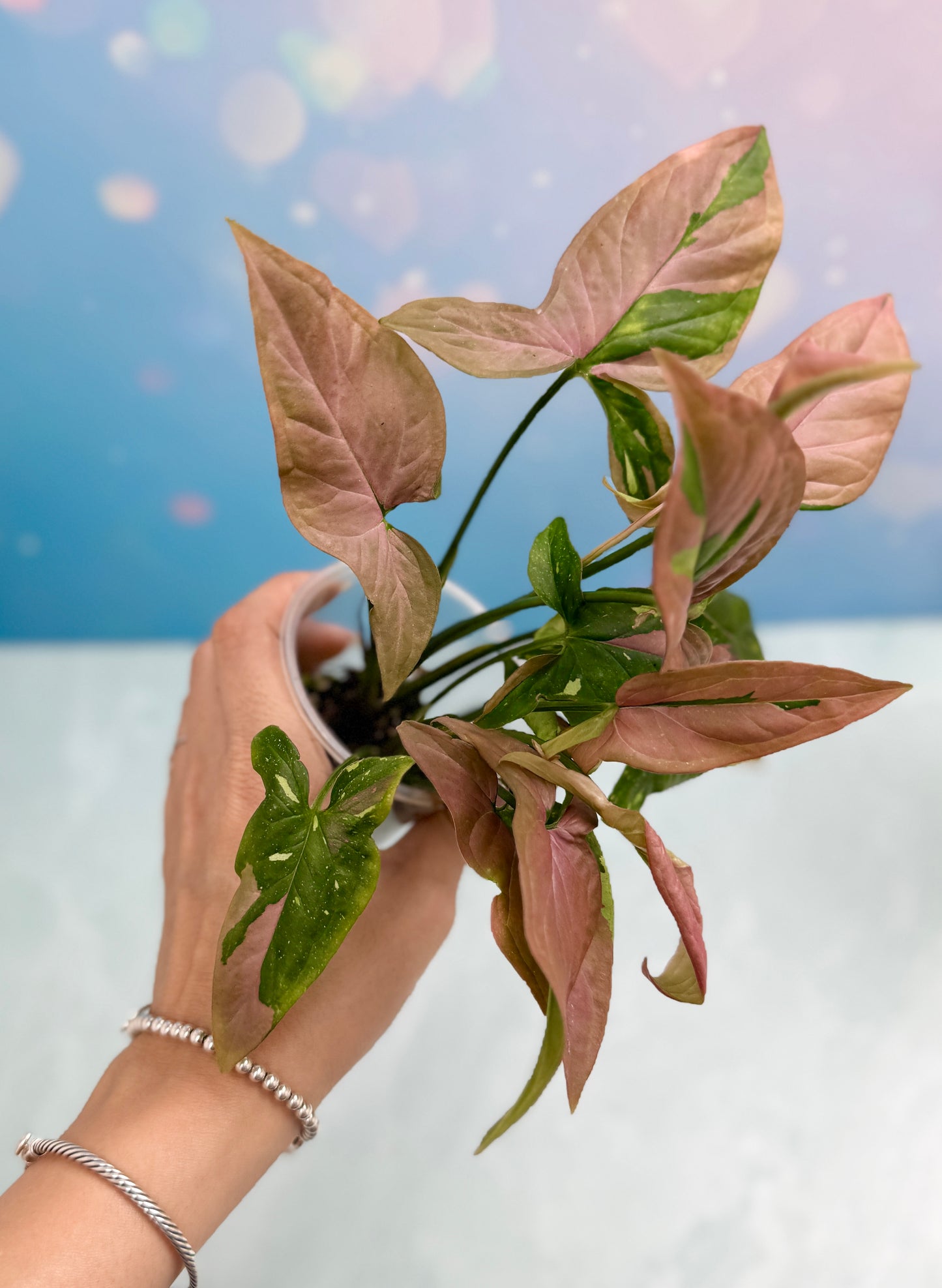 Syngonium Red Spot Tri-Color Bushel