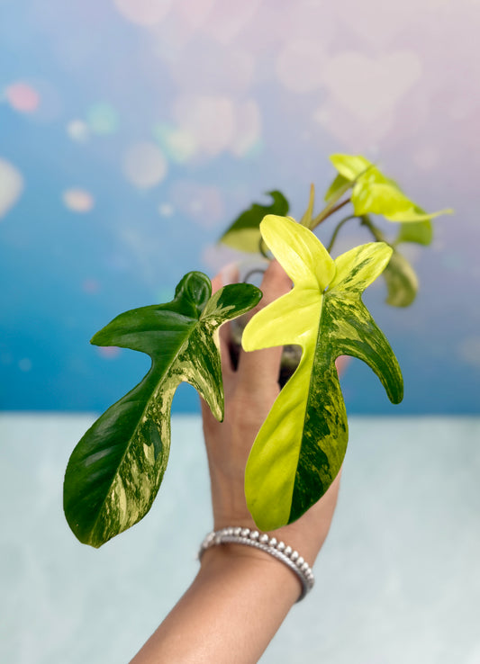 Florida Beauty Variegated