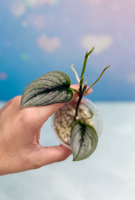 Scindapsus Super Silver