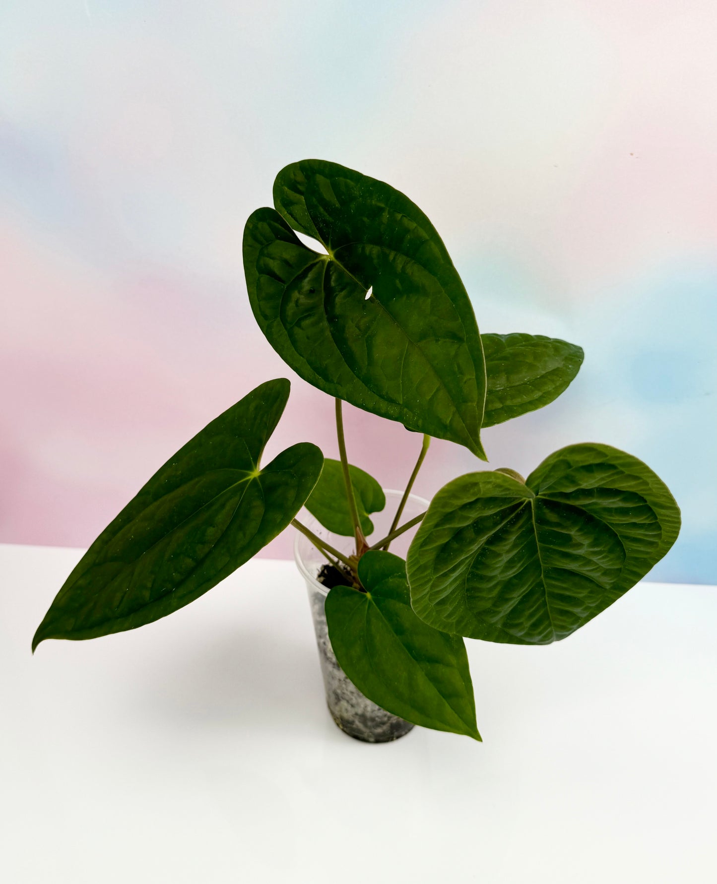 Anthurium Dark Phoenix x Luxurians - AroidzOasis