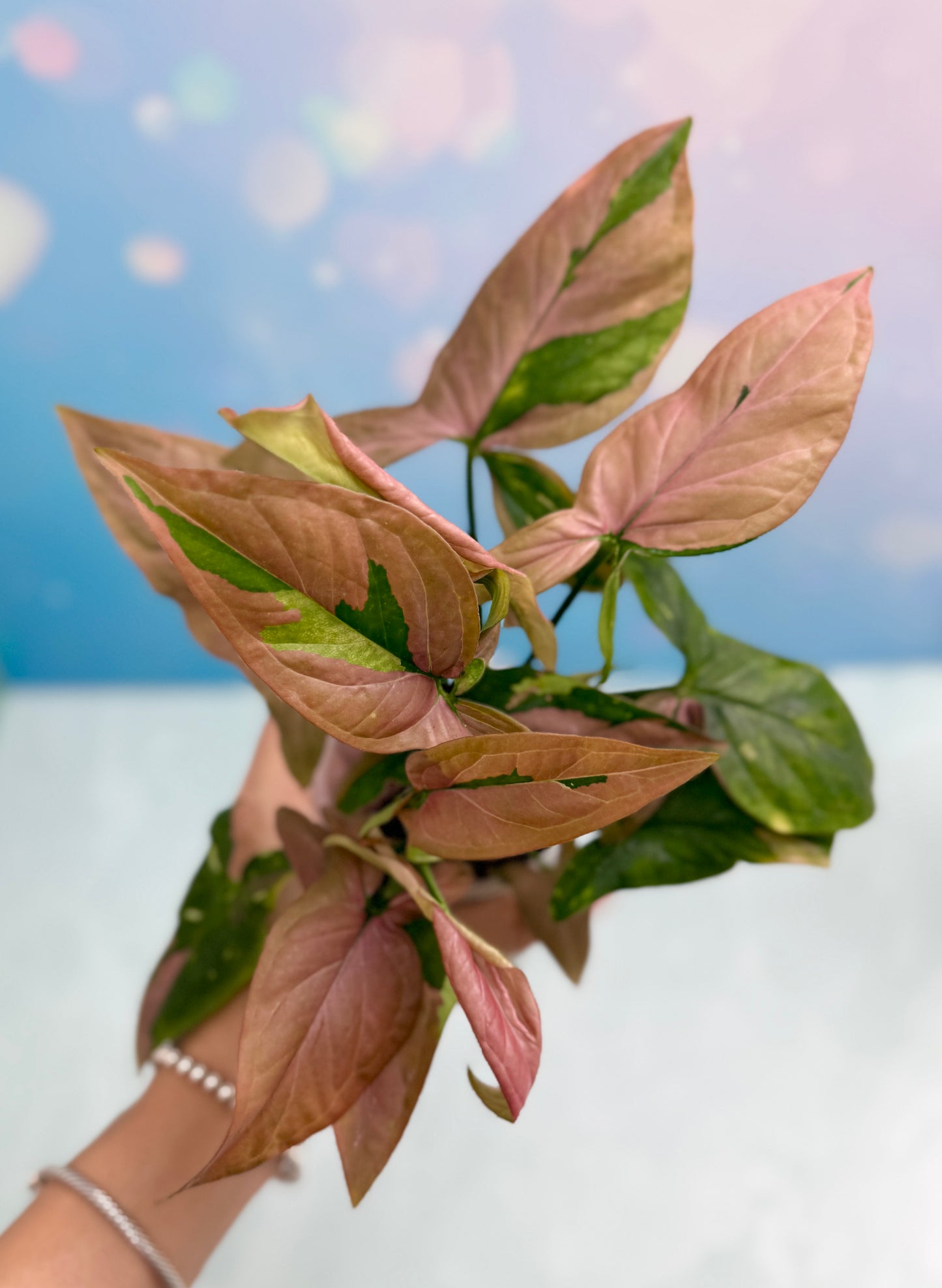 Syngonium Red Spot Tri-Color Bushel