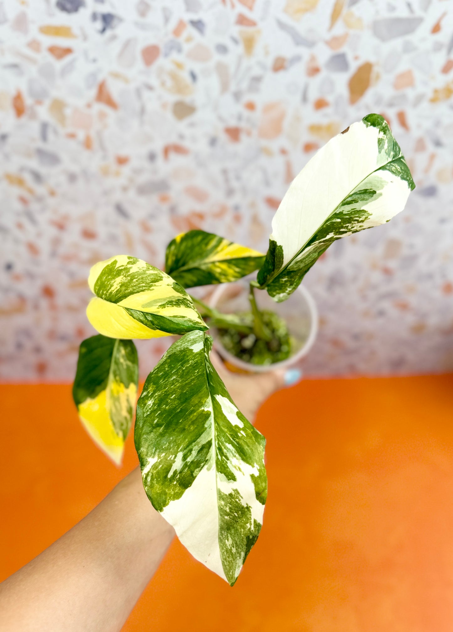 Monstera Lechleriana Variegated - AroidzOasis